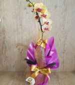 Orquídea Ouro